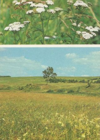 Wiese mit Blühpflanzen Wiese mit Blühpflanzen