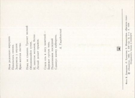 Wald mit Eichhörnchen