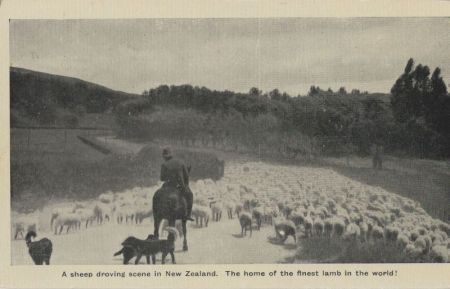 Neuseeland - Neuseeland - Sheep droving scene Neuseeland - Neuseeland - Sheep droving scene
