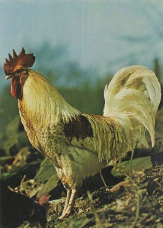 Haushahn - Gallus domesticus Haushahn - Gallus domesticus