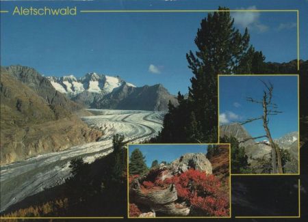 Aletschwald - Schweiz - 3 Bilder Aletschwald - Schweiz - 3 Bilder