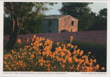 Alpes-de-Haute-Provence - Frankreich - Ginster und Lavendel Alpes-de-Haute-Provence - Frankreich - Ginster und Lavendel