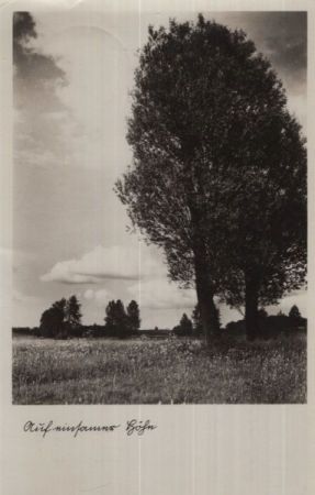 Auf einsamer Höhe - Baum Auf einsamer Höhe - Baum