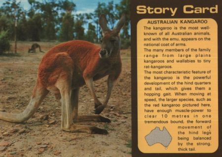 Australien (Sonstiges) - Australien - Känguru, Story Card Australien (Sonstiges) - Australien - Känguru, Story Card