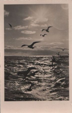 Meer Vögel Meer Vögel