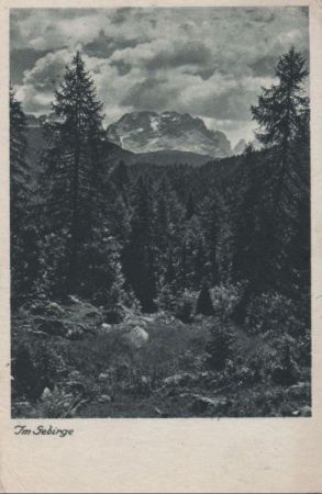 Wald im Gebirge Wald im Gebirge