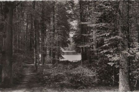 Holsteinische Schweiz - Durchblick zum Ukleisee - ca. 1960 Holsteinische Schweiz - Durchblick zum Ukleisee - ca. 1960