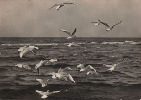 Möwen am Meer - 1966 Möwen am Meer - 1966