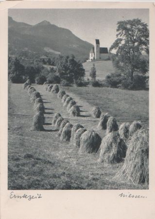 Niederlande - Landwirtschaft - Erntezeit - ca. 1950 Niederlande - Landwirtschaft - Erntezeit - ca. 1950