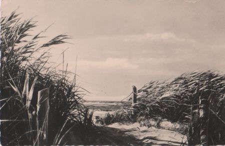 Dünen - Schilf - 1961 Dünen - Schilf - 1961