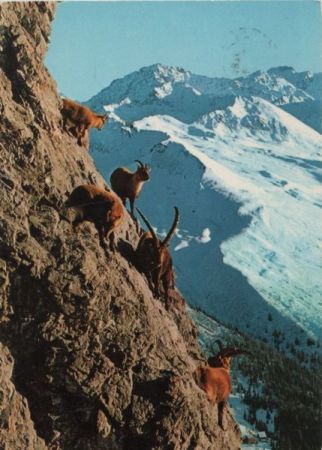 Schweiz - Schiahorn - Steinböcke - 1974 Schweiz - Schiahorn - Steinböcke - 1974