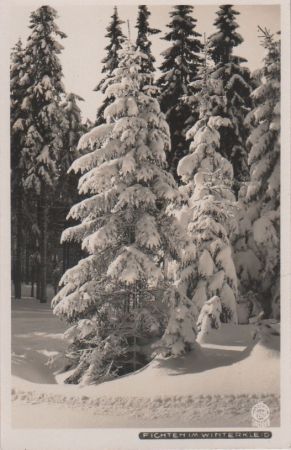 Fichten im Winterkleid - ca. 1950 Fichten im Winterkleid - ca. 1950