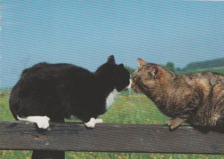 Schmusende Hauskatzen - 2004 Schmusende Hauskatzen - 2004