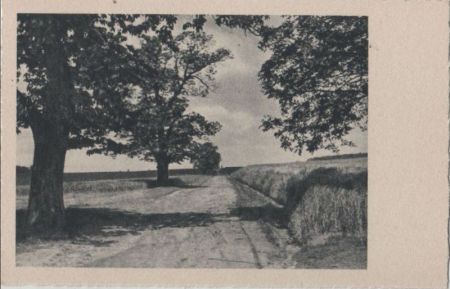 Weg zwischen Bäumen und Feldern - ca. 1955 Weg zwischen Bäumen und Feldern - ca. 1955