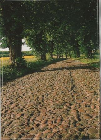 Steiniger Weg zwischen Bäumen - 2002 Steiniger Weg zwischen Bäumen - 2002