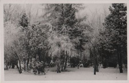 Winterwald mit Schnee Winterwald mit Schnee