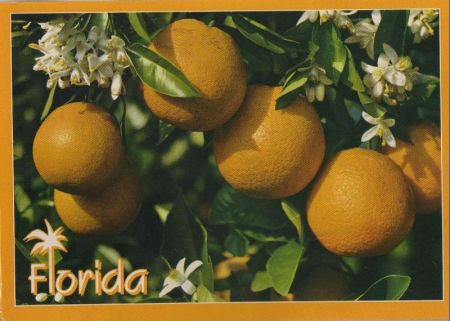 USA - Florida (insgesamt) - Oranges and Blossoms - 1993 USA - Florida (insgesamt) - Oranges and Blossoms - 1993
