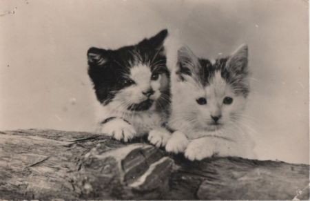 Zwei Katzen neugierig Zwei Katzen neugierig