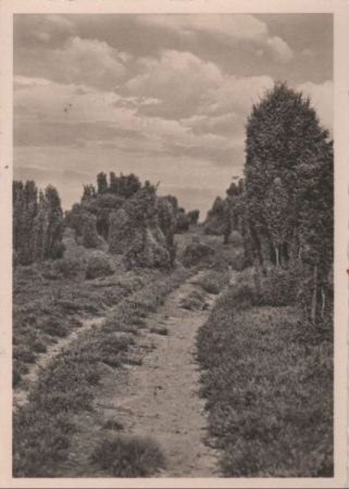 Heidelandschaft - ca. 1955 Heidelandschaft - ca. 1955