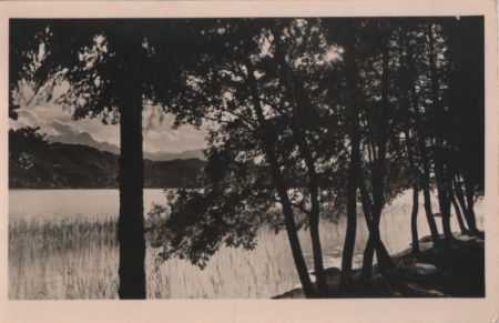 Bäume am See - ca. 1950 Bäume am See - ca. 1950