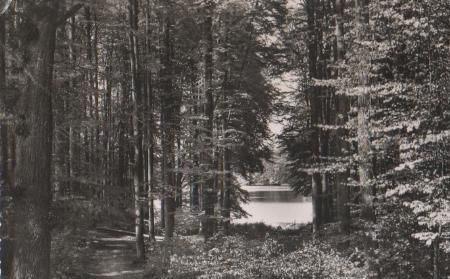 Eutin - Holst. Schweiz - Durchblick zum Ukleisee - ca. 1955 Eutin - Holst. Schweiz - Durchblick zum Ukleisee - ca. 1955