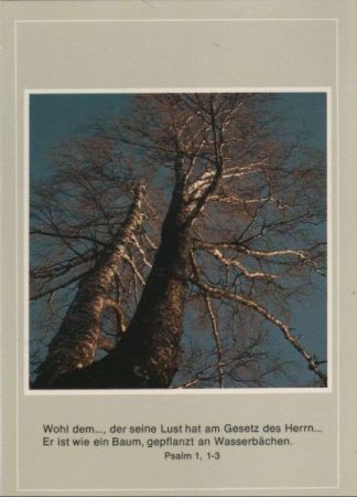doppelstämmiger Baum von unten - 1986 doppelstämmiger Baum von unten - 1986