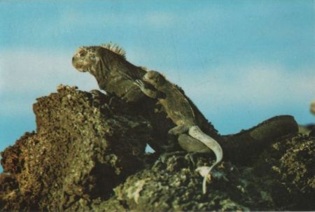 Galapagosinseln - Ecuador - Iguana Galapagosinseln - Ecuador - Iguana