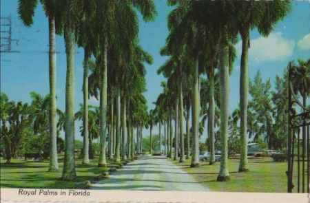 USA - Florida - Royal Palms - 1981 USA - Florida - Royal Palms - 1981