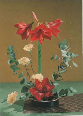 Amaryllis Nelken Amaryllis Nelken