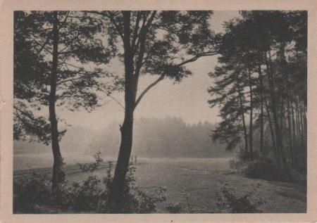 Waldlanschaft - ca. 1935 Waldlanschaft - ca. 1935