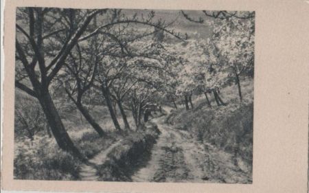 Blühende Bäume am Weg Blühende Bäume am Weg