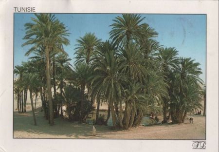Tunesien - Sahara - Oase - ca. 1985 Tunesien - Sahara - Oase - ca. 1985