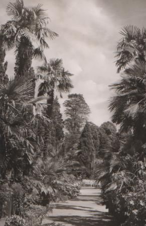 Bad Pyrmont - Palmengarten - 1957 Bad Pyrmont - Palmengarten - 1957