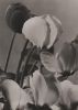blühende Blumen - 1982