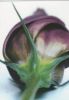 Blumenblüte von unten - 2004