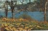 Großbritannien - Ullswater - Wordworth Daffodils - 1961