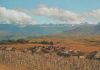 Südafrika - Drakensberg Scenery - ca. 1975