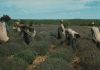 Frankreich - Frankreich (Sonstiges) - Les Belles de nos Provinces - 1986