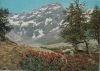 Österreich - Bad Gastein - Böckstein, Alpenrosen im Anlauftal - 1965