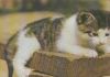 Katze - 1987