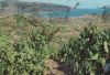 Italien - Isola d Elba - Marina di Campo - 1970