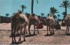 Djerba - Tunesien - Kamele