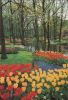 Niederlande - Lisse - Keukenhof - ca. 1980