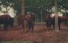 USA - Davenport - Buffalo Fejervary Park - ca. 1950