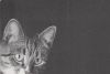 Katze vor schwarzem Hintergrund - 2004