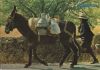 Portugal - Algarve - 1981