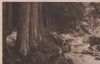 Braunlage - Harz - Im Ilsetal - ca. 1955