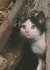 Katze im Gehölz - 2004