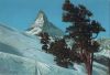 Zermatt - Schweiz - Arven auf Riffelalp