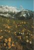 Schweiz - Engelberg - Die Wallenstöcke - ca. 1980